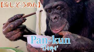 チンパンジーパンくんはやはり天才だった️流しそうめん後編Chimpanzee Pan-kun  ใครยังจำ 'ปังคุง' จากรายการขำกลิ้งลิงกับหมาได้บ้าง?