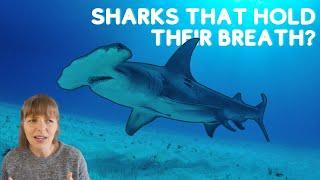 Ocean discoveries 2023 | breath-holding sharks and shrinking fish