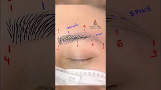 microblading phibrows eyebrows tutorial
