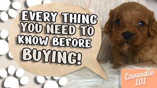 Every Thing You Need To Know Before Buying! (Cavoodle Pros And Cons)