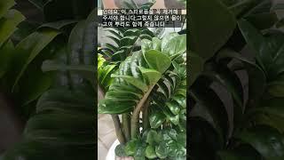If you want to grow Money Tree well, please take a look / Audio descriptions with subtitles