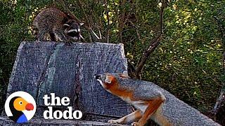 Brave Raccoon Cub Stays The Night At Fox Den | The Dodo Wild Hearts