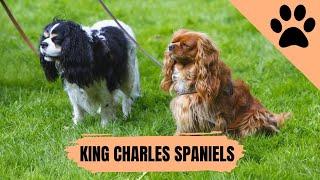All about Cavalier King Charles Spaniels