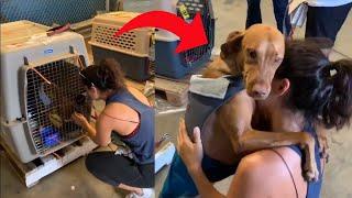 Dog Hugs and Doesn't let go of Owner on Reuniting With Her After Long Time - 1133117