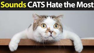 7 Sounds Cats Hate Most