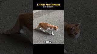 Глюк матрицы. Зависшие коты #матрица #сбойвматрице #животные #интересное