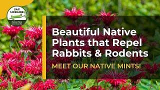 Beautiful Native Plants that Repel Rabbits and Rodents