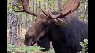 Bull moose charges at Maine man #moose #maine #outdoors #surprise