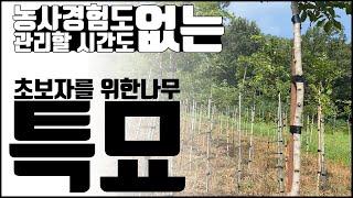 나무 농사 초보자가 나무로 돈 벌수 있는 방법. '특묘' [조경수 재테크, 조경 귀농, 부업] feat. 팽나무 특묘