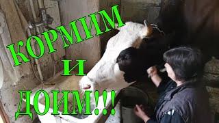 Кормовой СТОЛ для Коровы! Покупное СЕНО есть не стали/ Дойка!
