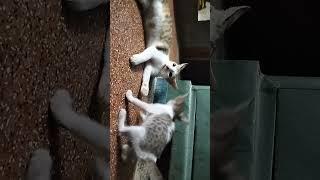 billu Dora#cat