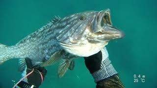 spearfishing groupers in ambush/מארבים על לוקוסים