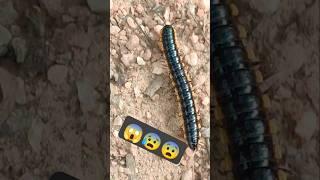मिलीपिड कीड़ा #milipede #millipedes #millipedetoy #nature #biohazard  #keeda #kenno