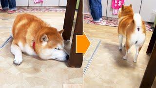 Shibe complains to me and tells on my mother