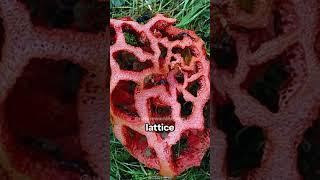 Basket Stinkhorn | A Fungus of Striking Looks and Surprising Scents
