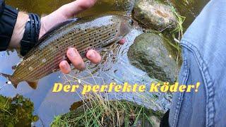 Streetfishing auf Äschen - Es geht Biss auf Biss!