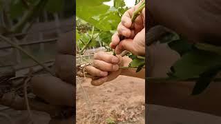 grapes vine pruning "For branches with bad angles that are difficult to tie"#satisfying #pruning