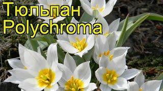 Тюльпан фостера Полихрома. Краткий обзор, описание характеристик, где купить луковицы Polychroma