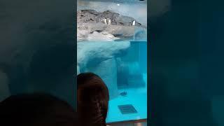 雕像企鵝 #武派大 #penguin #shorts  #funny  #動物園 #假冰山｜武派大