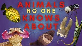 25 Animals You Haven't Heard Of...Maybe - Part Three