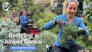 Restyling a Juniper with Madam Bonsai