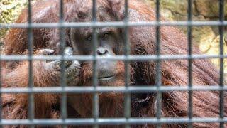 Will Wan Wan move to Singapore?Bornean orangutans at Hong Kong Zoo⎜オランウータン⎜カメ類｜香港動植物公園｜婆羅洲紅毛猩猩雲雲華華