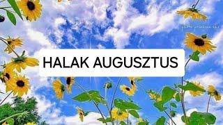 #halak #augusztus #kékibolya #szerelem #munka #kártyavetés #jóslás #tarot #horoszkóp #angyalkártya