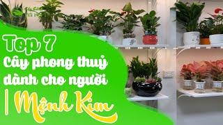 Top 7 cây cảnh phong thuỷ dành cho người mệnh Kim