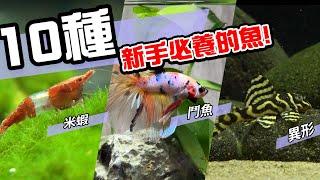 10種激推!給新手的魚~養這些!讓你告別養魚殺手~【憩魚水族】