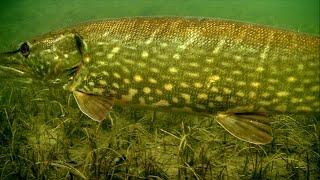 Cannibal pike full video: underwater attacks on fishing lures for muskie gädda snoek haug lucio.