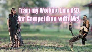 Train My Working Line GSD for Competition with Me!