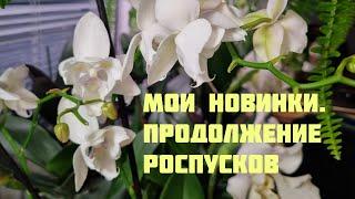 Мои новинки. Продолжение роспусков моих орхидей.