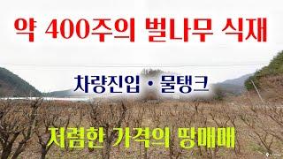 [1339][땅매매] 약 400주의 벌나무가 식재 되어 있고 차량진입에 물탱크, 그리고 가격까지 저렴한 땅매매