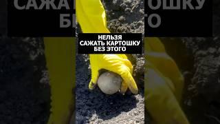 Секрет от дедушки как увеличить урожай картошки #огород #дача #сад #урожай