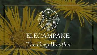 Elecampane: The Deep Breather