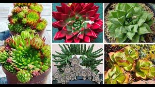 20 Outdoor Succulent Plants That Will Beautify Your Garden