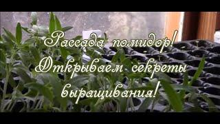 Рассада помидор.  Открываем секреты выращивания!