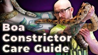 Boa Constrictor Care Guide 2022 | Everything You Need To Know!