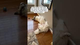 Only paws.com  #funny #floofinators #dog