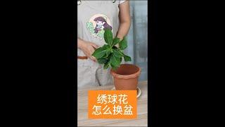 绣球花怎么换盆，教你一招，明年轻松开成大花球