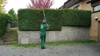 Kustorez. Cutting a Yew Hedge part 1