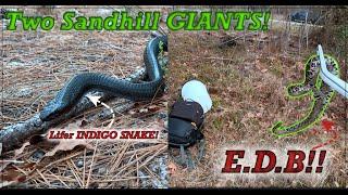 Finding An INDIGO Snake and Eastern DIAMONDBACK the same day!!!