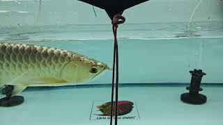 How to groom 24 K Golden Arowana | Experimental video | #secrets revealed | #lifestyleaqua