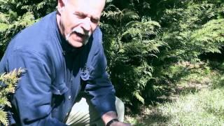 Leyland Cypress Evergreens for Privacy Screening
