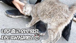 데려가 달라고 온몸으로 애원하던 길고양이를 집에 데려왔더니.. [eng sub] A cat who is begging to take her home