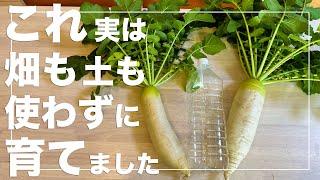 【大根栽培革命】ペットボトル水耕栽培で特大サイズの大根を育てる方法｜大根の水耕栽培