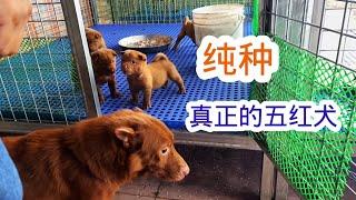 真正的五红犬，中华田园犬最贵的品种，短耳朵才是它的亮点