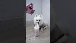 "delicious" milk shake.  #dog #nico #smartnico #pets #funny #grimaceshake #magic #shorts