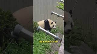 今天上午福宝精气神足多了。#大熊猫 #大熊猫福宝 #关爱国宝大熊猫