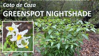 Greenspot Nightshade, Solanum douglasii, in Coto de Caza, California Wildflowers, Superbloom